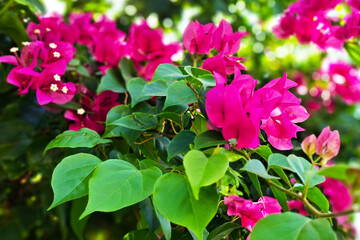 Vibrant Magenta Bougainvillea Flowers And Lush Green Leaves In A Close Up Garden Scene