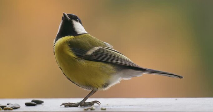 Great Tit Titmouse bird stores sunflower seeds in autumn. Parus major. Close-up. Blurred background