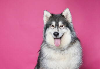cute dog on an isolated background studio shot