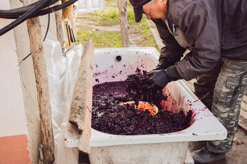 A senior farmer fills crushed grapes into a bowl for a wine press.