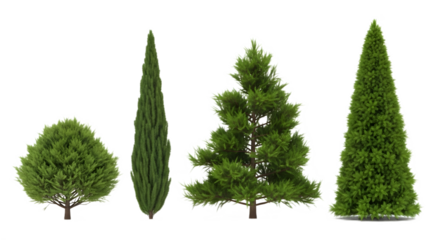 isolated row of four evergreen trees ,  Four pine trees in different sizes, isolated on a transparent background PNG 