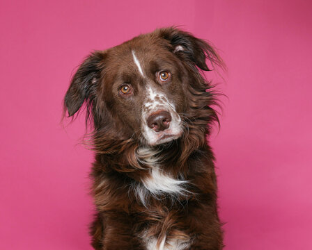 cute dog on an isolated background studio shot