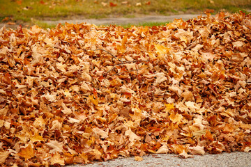 autumn leaves on the ground