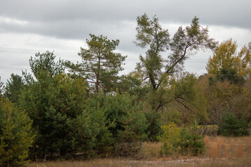 Obraz premium pine trees in the forest