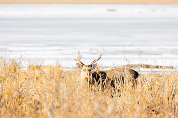 Fototapeta premium 雄のエゾシカ 