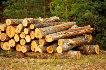 stack of logs in the forest during autumn