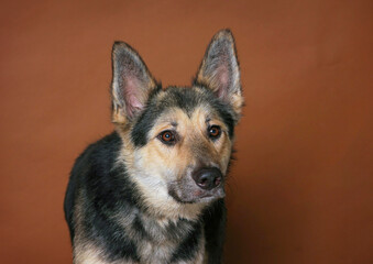 cute dog on an isolated background studio shot