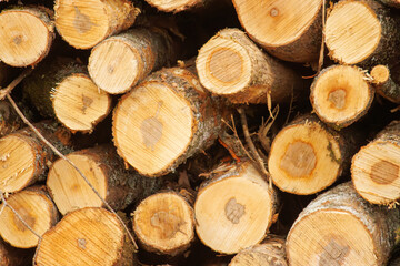 A stack of logs at the mill