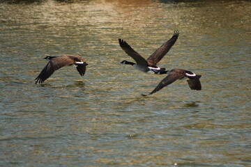 Geese flying over the water