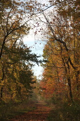 An autumn path in the woods