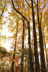 Trees in autumn