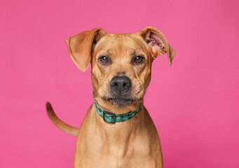 cute dog on an isolated background studio shot