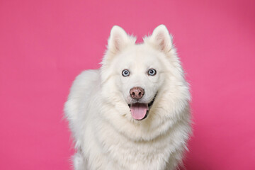 Fototapeta premium cute dog on an isolated background studio shot
