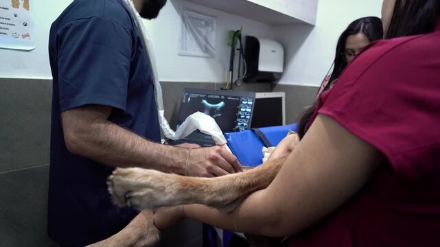 Veterinarians performing an abdominal ultrasound on a dog with owner present