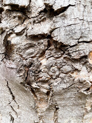 Rinde eines alten Baumes mit typischen Muster