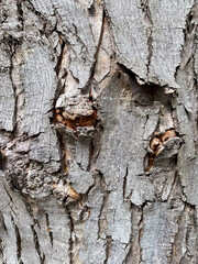 Rinde eines alten Baumes mit typischen Muster