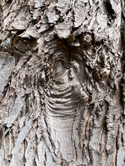 Rinde eines alten Baumes mit typischen Muster