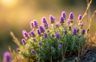 Obraz premium Close up of thyme serpolet plant with purple flowers. Wild thyme bloom in spring garden. Floral nature background. Flower field blossom in summer light. Macro photo captures natural flora.