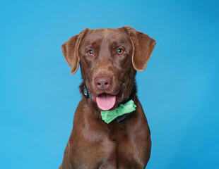 cute dog on an isolated background studio shot