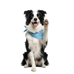 Isolated border collie dog waving paw on white background ,  Junior brown border collie sitting and raising a paw 