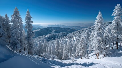 Winter Landscape of Snow Covered Pine Trees with Distant Mountain Ranges and Blue Sky on Bright Sunny Day
