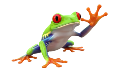 Isolated Red-eyed tree frog ,  frog closeup on white 