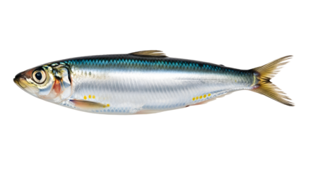 Isolated sardine fish on white background ,  Fresh sardine fish 