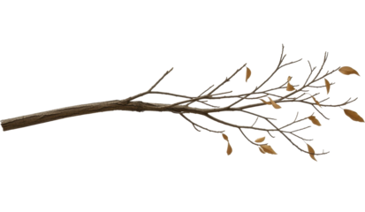 Isolated tree branch with bark and brown leaves, winter season, transparent background, PNG file