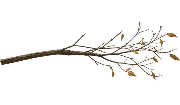 Isolated tree branch with bark and brown leaves, winter season, transparent background, PNG file