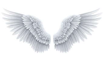 Isolated angel wings ,  white angel wing isolated 