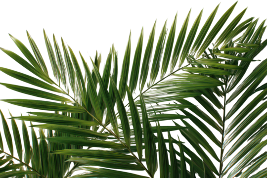 Vibrant green palm fronds layered against a stark black background leaves tropical, Isolated On Transparent Background, Png Cut Out