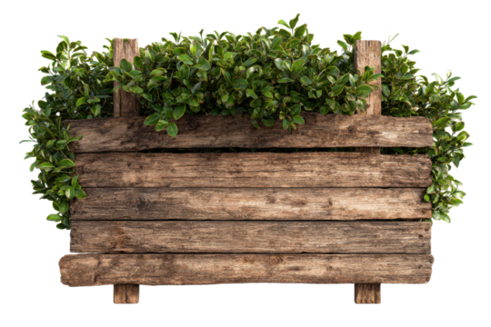 Rustic wooden planter box filled with lush green foliage against black crate, Isolated On Transparent Background, Png Cut Out
