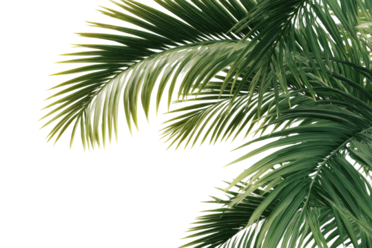 Lush green palm fronds with variegated leaves against a black background image, Isolated On Transparent Background, Png Cut Out