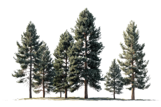 Group of tall pine trees with frosted branches on black background forest evergreen, Isolated On Transparent Background, Png Cut Out - Powered by Adobe