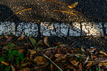 Fallen leaves scatter along a cracked white line on the road at midday
