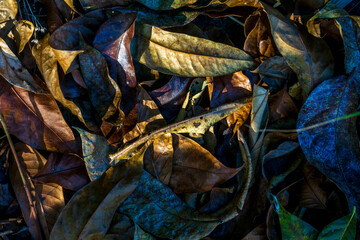 Colorful fallen leaves create a rich tapestry on the forest floor in autumn sunlight