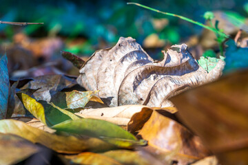 Fallen leaves cover the forest floor showcasing vibrant colors and diverse textures during autumn in a sunlit woodland