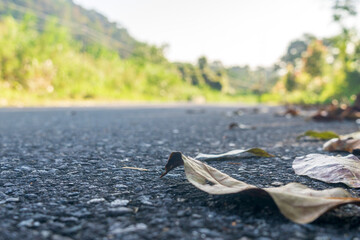 Fallen leaves scattered on a quiet road surrounded by lush greenery in a serene countryside setting