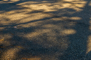 Shadows of tree branches creating patterns on a sunlit asphalt road in the afternoon