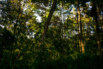 Lush green forest under soft sunlight in a tropical region during early morning hours
