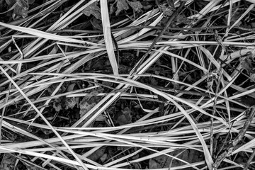 Patterns of dry grass and leaves on the forest floor in autumn season, showcasing nature's textures and tones