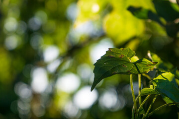 Close-up view of green leaves illuminated by sunlight in a forest setting during a peaceful afternoon