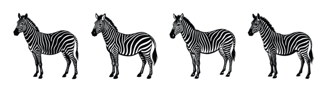 Zebra illustration black and white animal africa wildlife safari zebras mammal nature art drawing