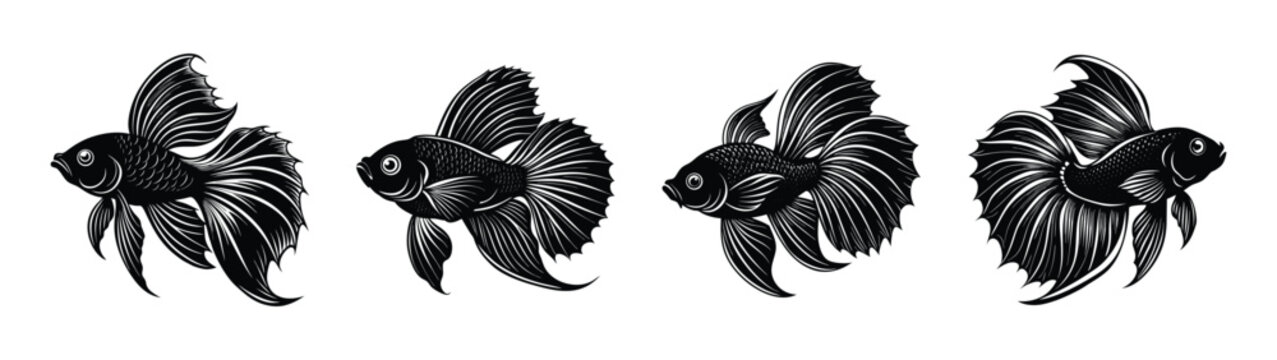 Beautiful black betta fish illustration set aquarium fish pet fish aquatic animal drawing vector art