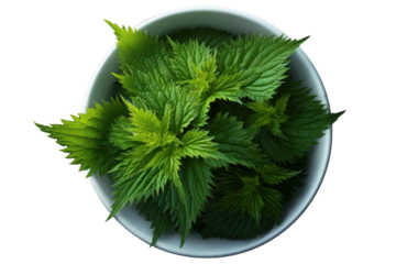 Fresh green nettle leaves piled in a white bowl against a dark black background plant, Isolated On Transparent Background, Png Cut Out