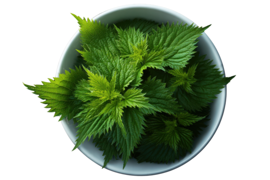 Fresh green nettle leaves piled in a white bowl against a dark black background plant, Isolated On Transparent Background, Png Cut Out