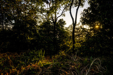 Sunlight filtering through trees in a lush forest during early morning hours near a quiet meadow