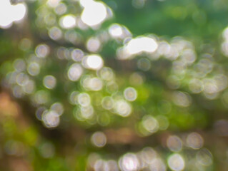 Obraz premium Soft Green Forest Light Through Bokeh Lens. A dreamy image showing sunlight filtered through forest leaves, captured with a soft bokeh effect creating a calm and peaceful mood.