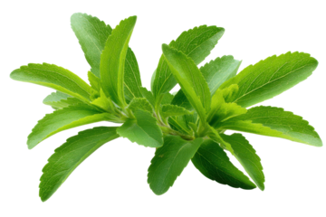 Stevia plant leaves green fresh natural sweetener herb isolated on black image, Isolated On Transparent Background, Png Cut Out