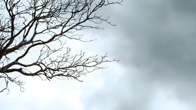 Silhouette of leafless tree branches against a dramatic, overcast sky - Powered by Adobe